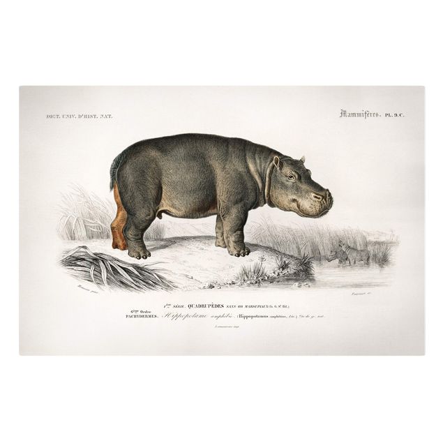 African wall art canvas Vintage Board Hippo