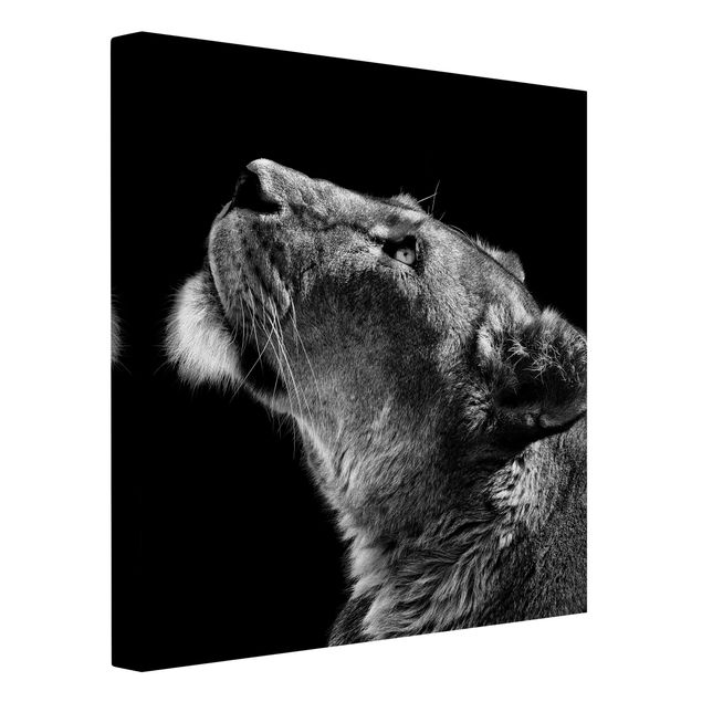 Canvas black and white Portrait Of A Lioness