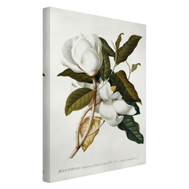 Canvas art Georg Dionysius Ehret - Magnolia