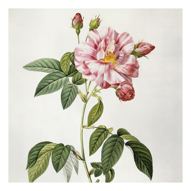 Canvas art Pierre Joseph Redoute - Pink Gallica Rose