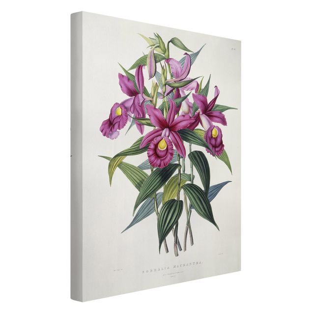 Orchid pictures on canvas Maxim Gauci - Orchid I