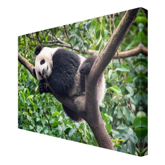 Animal canvas Sleeping Panda On Tree Branch