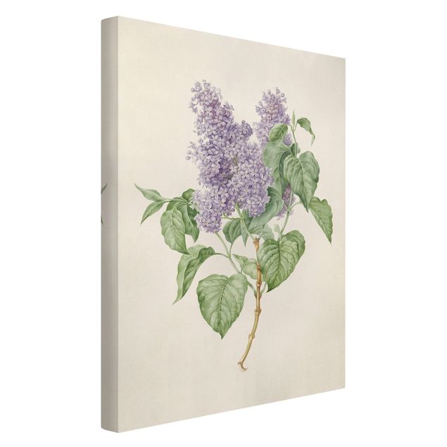 Canvas art prints Maria Geertruyd Barber-Snabilie - Lilac