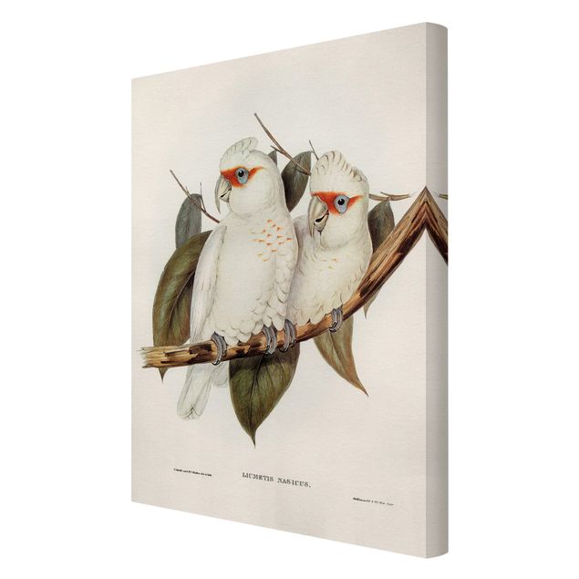 Prints Vintage Illustration White Cockatoo