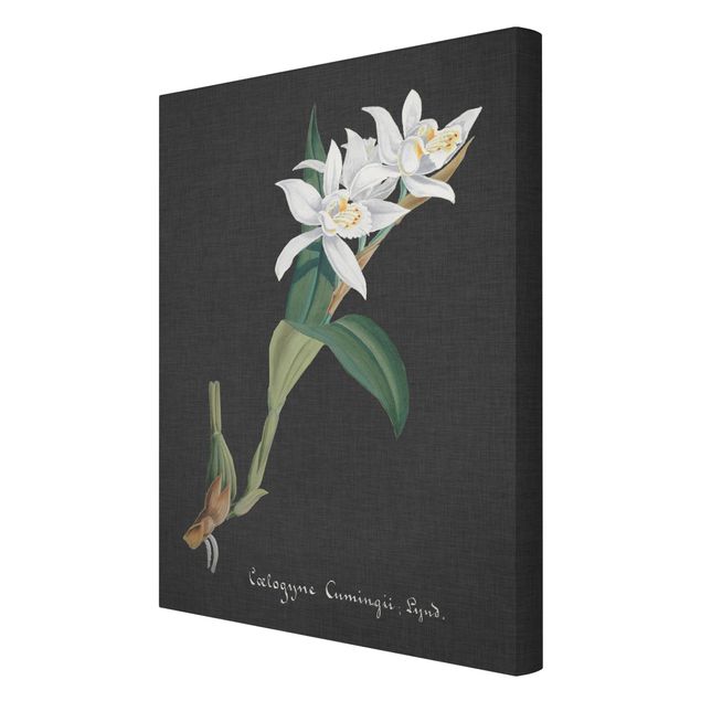Floral prints White Orchid On Linen II