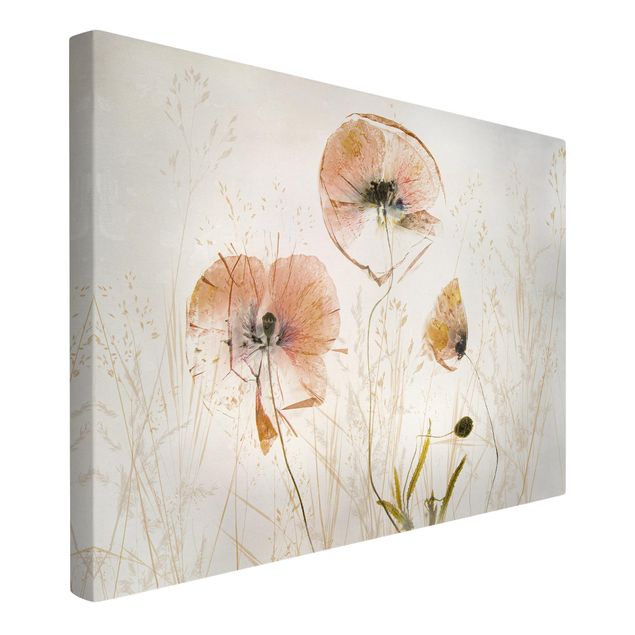 Poppy canvas art Dried Poppy Flowers With Delicate Grasses