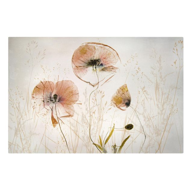 Prints floral Dried Poppy Flowers With Delicate Grasses