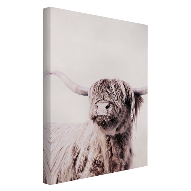 Contemporary art prints Highland Cattle Frida In Beige