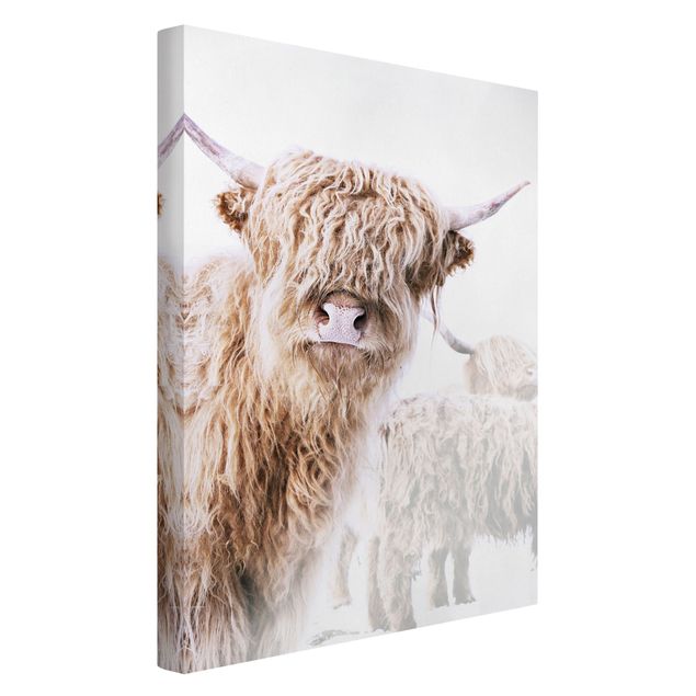 Canvas prints animals Highland Cattle Karlo