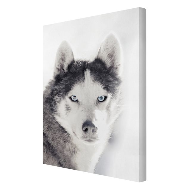 Animal canvas Husky Portrait