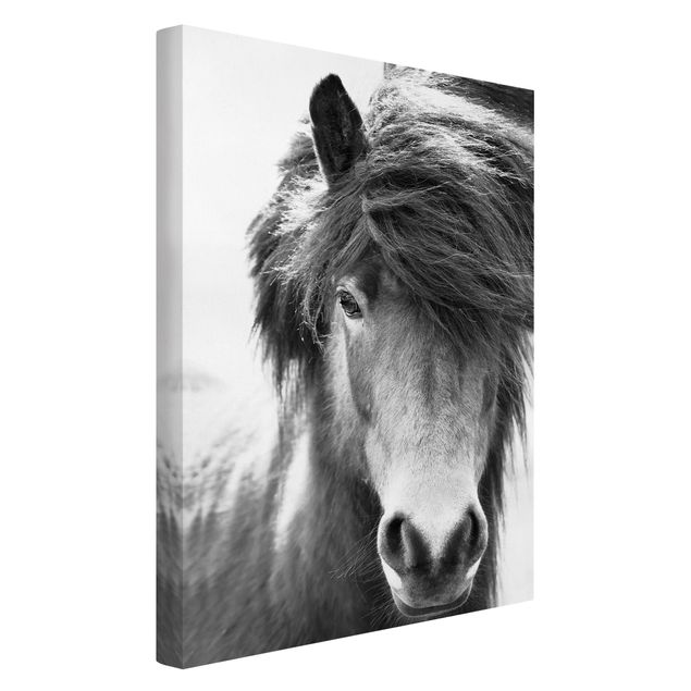 Canvas black and white Icelandic Horse In Black And White