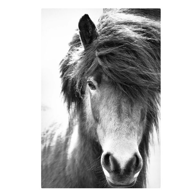 Animal wall art Icelandic Horse In Black And White