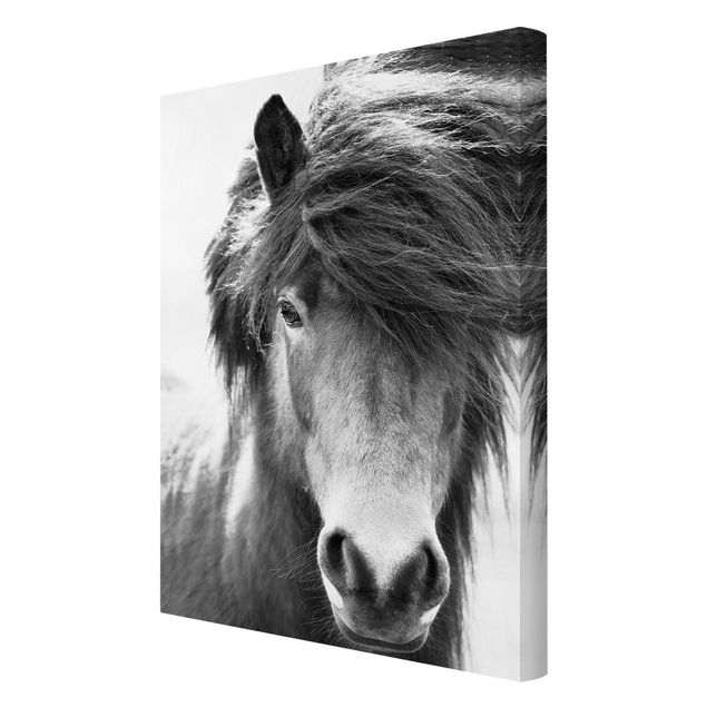 Contemporary art prints Icelandic Horse In Black And White