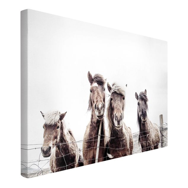 Animal canvas Icelandic Horse
