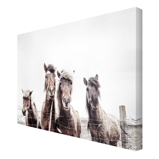Animal canvas art Icelandic Horse