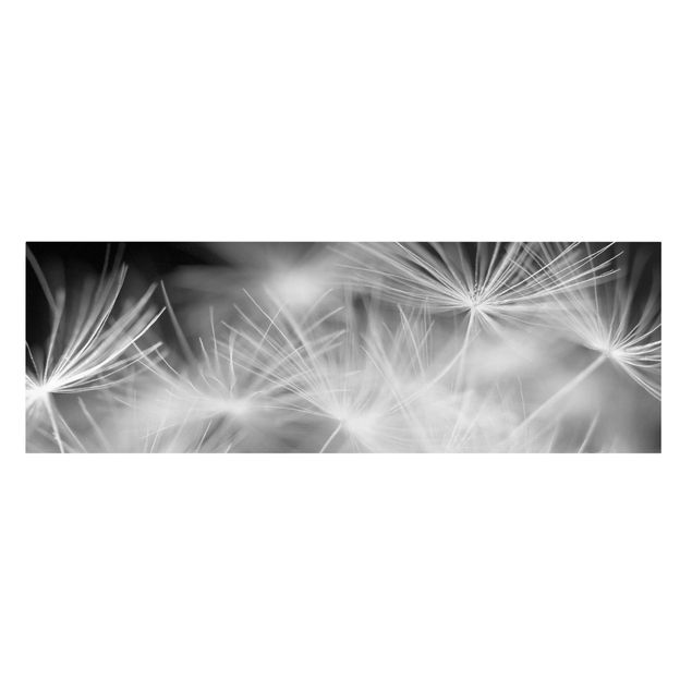 Canvas black and white Moving Dandelions Close Up On Black Background