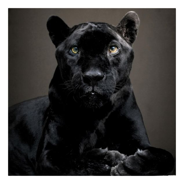 Modern art prints Black Puma