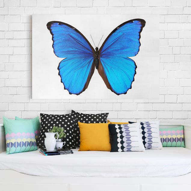 Butterfly framed art Blue Morpho
