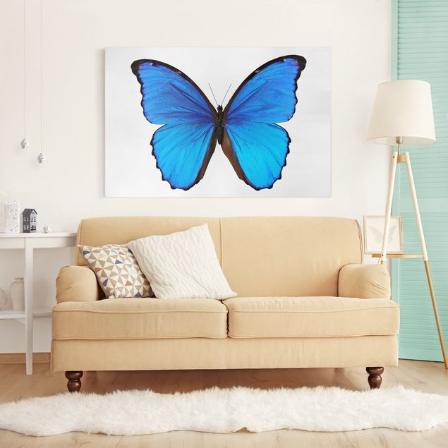 Butterfly canvas art Blue Morpho