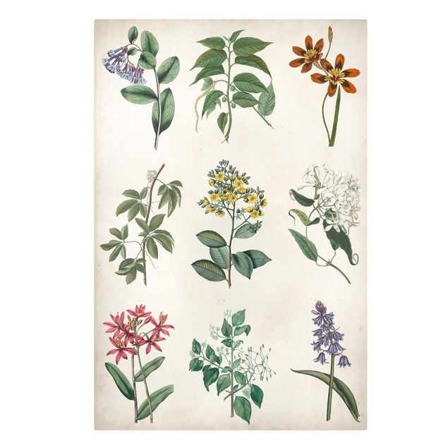 Prints multicoloured Botanical Poster I