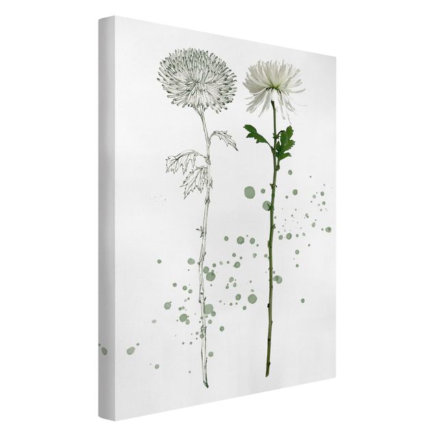 Floral canvas Botanical Watercolour - Dandelion