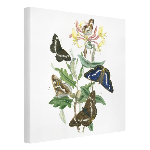 Butterfly canvas British Butterflies IV
