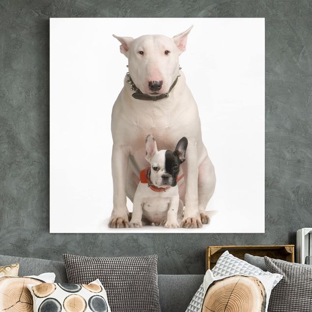 Kitchen Bull Terrier and Friend