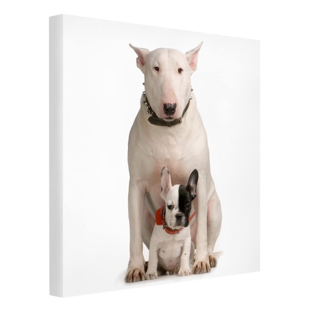 Prints animals Bull Terrier and Friend