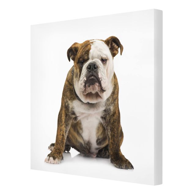 Canvas prints animals Bulldog