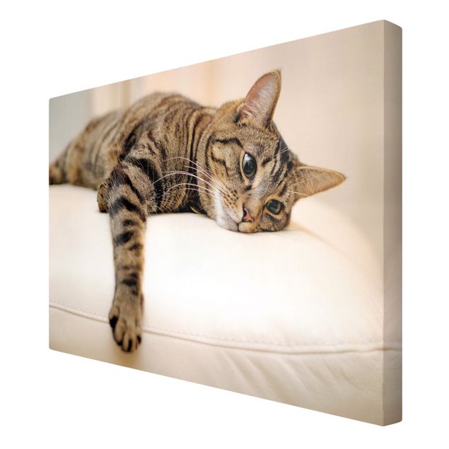 Animal wall art Cat Chill Out