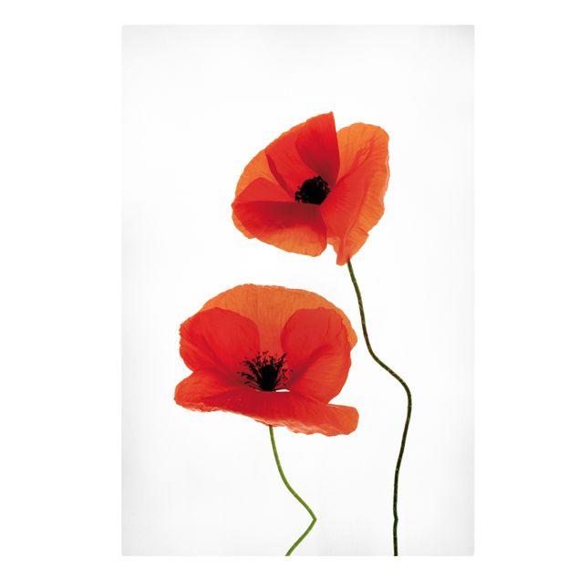 Prints floral Charming Poppies