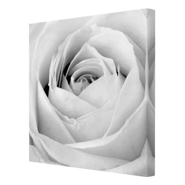 Prints black and white Close Up Rose