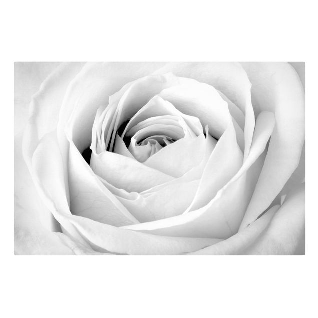 Prints flower Close Up Rose