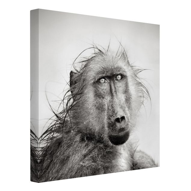 Wall art black and white Crying Baboon