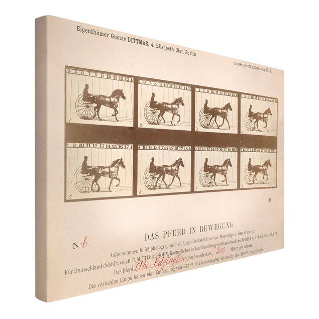 Horses wall art Eadweard Muybridge - The horse in Motion