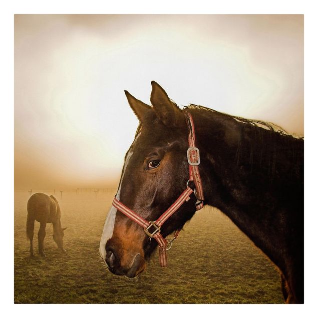 Canvas prints animals Early Horse