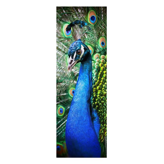 Canvas prints animals Noble Peacock