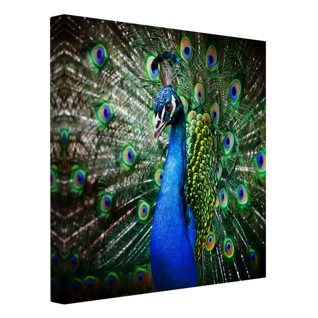 Contemporary art prints Noble Peacock