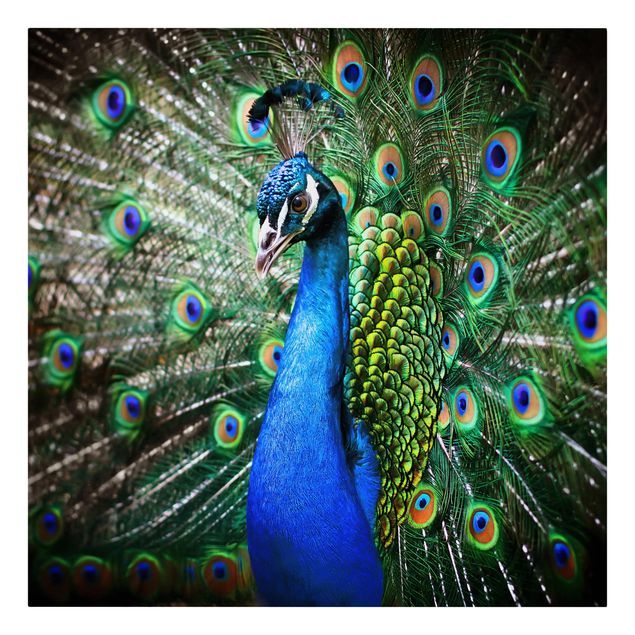 Canvas prints animals Noble Peacock