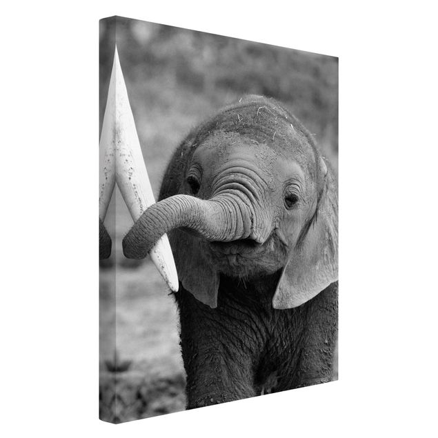 Canvas black and white Baby Elephant