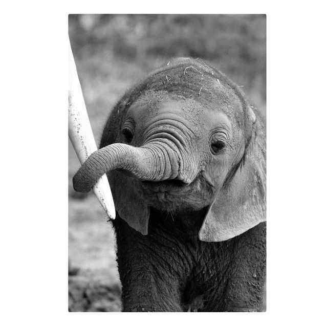 Animal wall art Baby Elephant