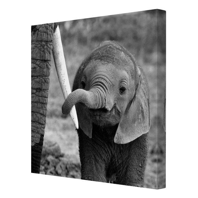 Contemporary art prints Baby Elephant