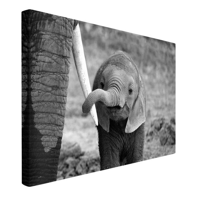 Canvas black and white Baby Elephant
