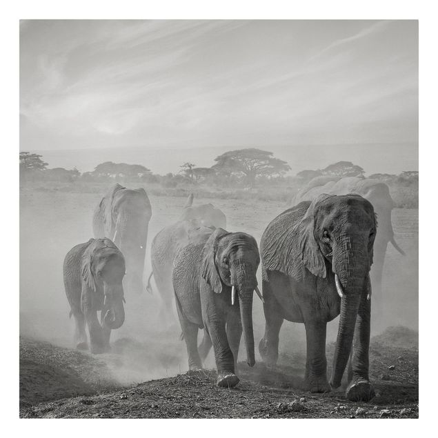 Canvas black and white Herd Of Elephants