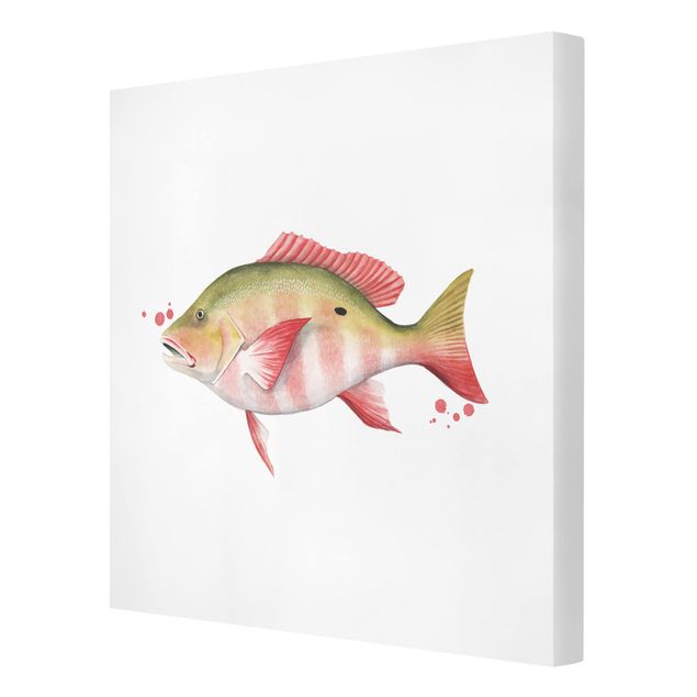 Animal canvas Color Catch - Northern Red Snapper
