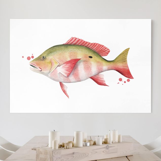 Kitchen Color Catch - Northern Red Snapper