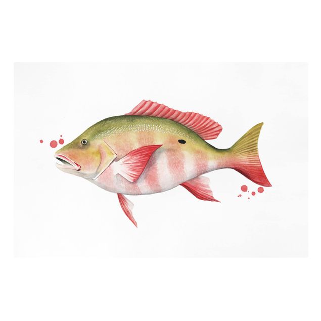 Modern art prints Color Catch - Northern Red Snapper