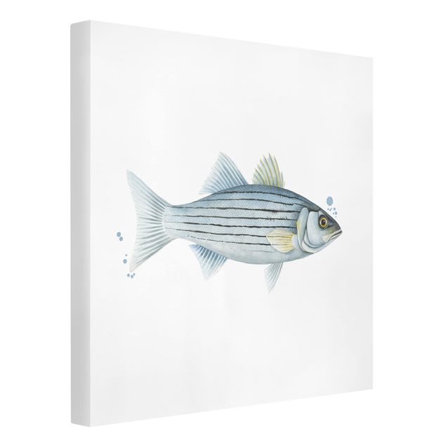 Animal wall art Color Catch - White Perch
