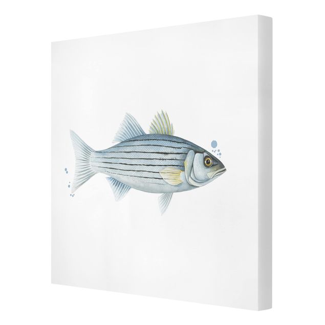 Canvas prints animals Color Catch - White Perch