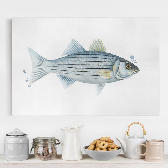 Canvas prints fishes Color Catch - White Perch